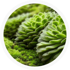 Footer carte Sedum